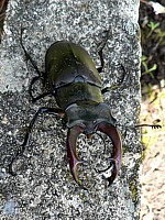 lucane cerf-volant, lucanus cervus