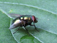 Lucilie impériale, mouche verte