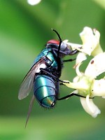 Lucilie soyeuse, lucilia sericata