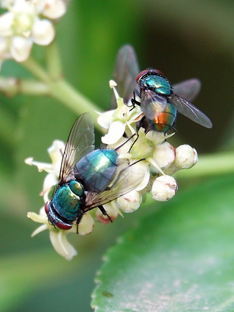 Lucilie soyeuse, lucilia sericata