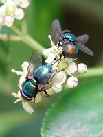 Lucilies soyeuses, lucilia sericata