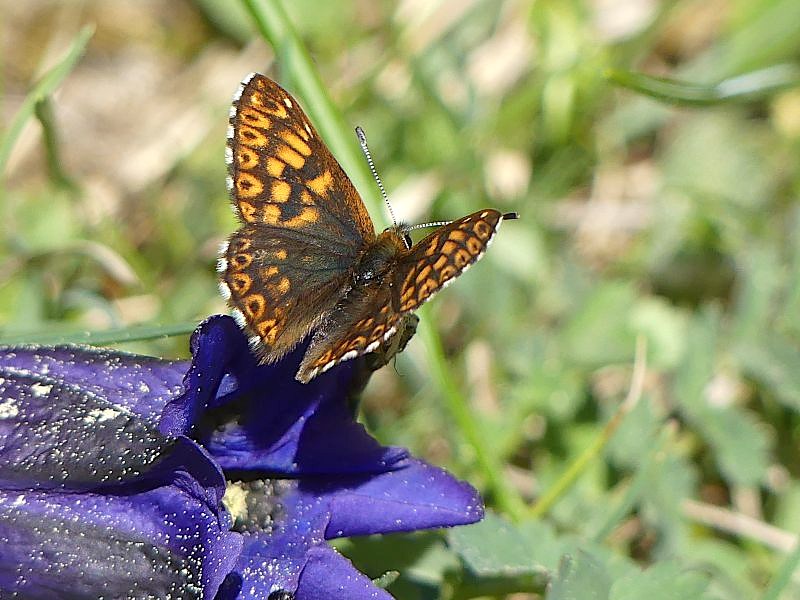 Lucine, hamearis lucida