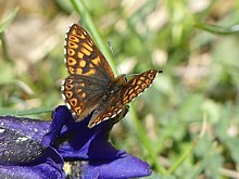 Lucine, hamearis lucida