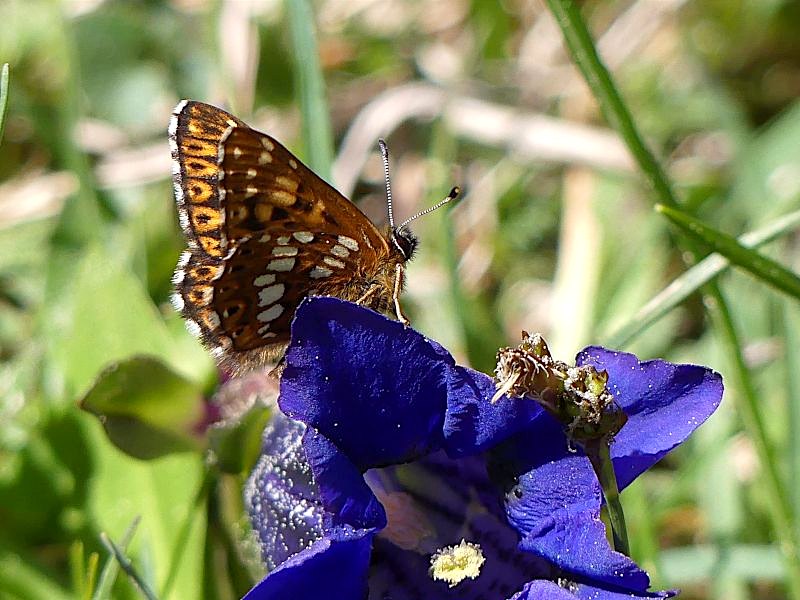 Lucine, hamearis lucida