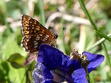 Lucine, hamearis lucida