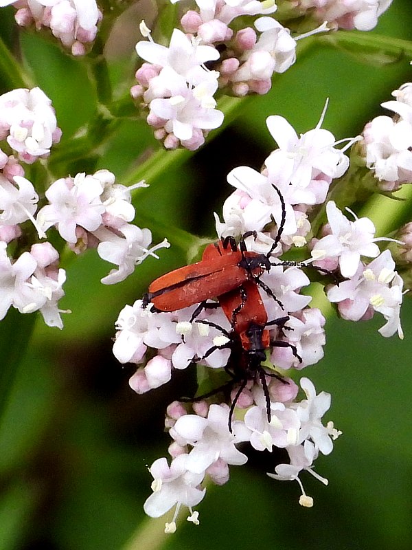 Lycies sanguines, lygistopterus sanguineus