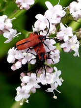 lycie sanguine, lygistopterus sanguineus