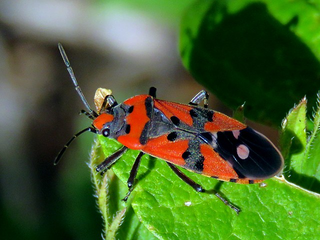 Lygée, lygaeus equestris