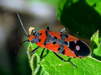 Lygée, lygaeus equestris