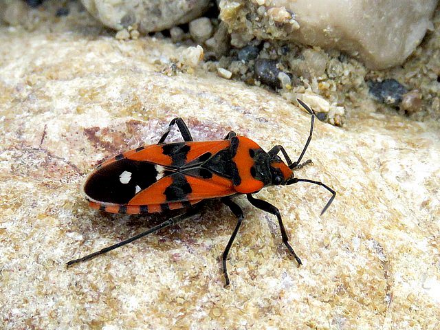 Lygée, lygaeus equestris