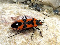 Lygée, lygaeus equestris