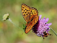 Ecaille rouge, callimorpha dominula