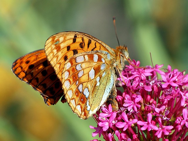 Moyen nacr, fabriciana adippe