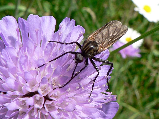 Mouche St-Marc, bibio marci