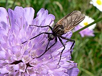Mouche St-Marc, bibio marci