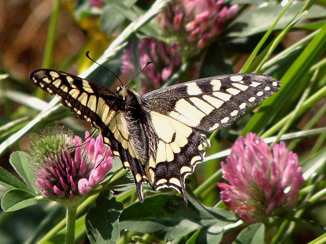 Machaon, papilio machaon