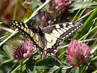 Machaon, papilio machaon