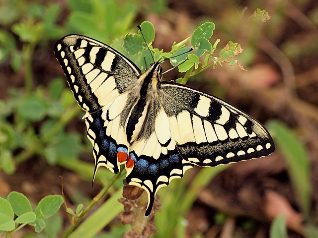 Machaon avec les ailes ouvertes