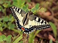 Machaon