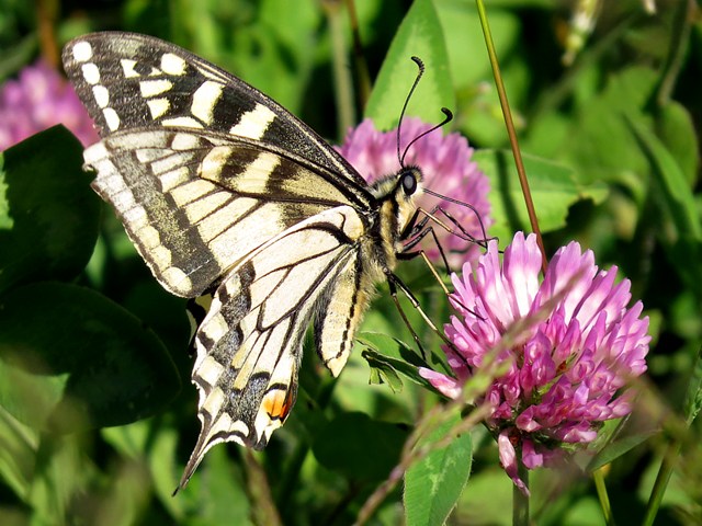 Machaon, papilio machaon