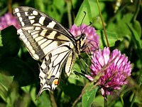 Machaon