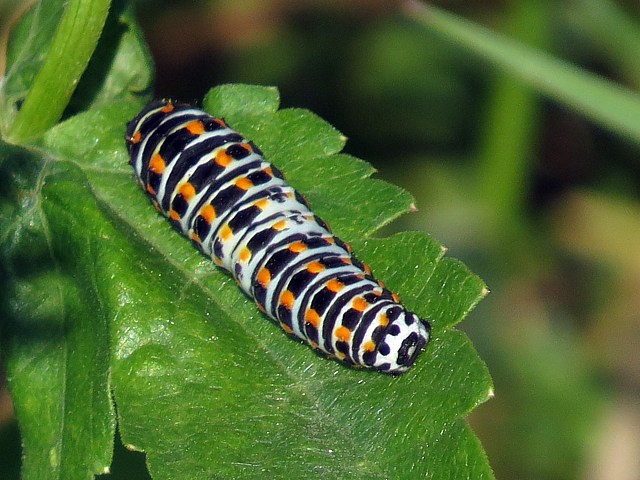 Chenille du machaon