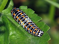 Chenille du machaon