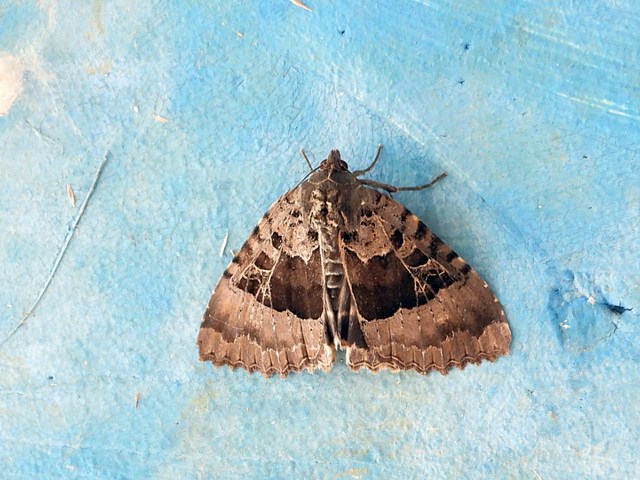 Grand-mars changeant, apatura iris