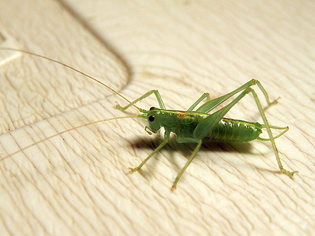 Méconème fragile, meconema meridionale