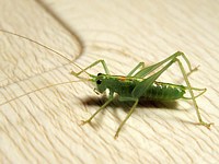 Méconème fragile, meconema meridionale