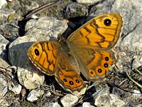 Mégère