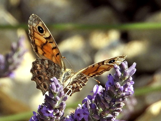 Mégère, lasiommata megera