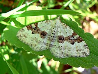 Mélanthie montagnarde, xanthorhoe montanata