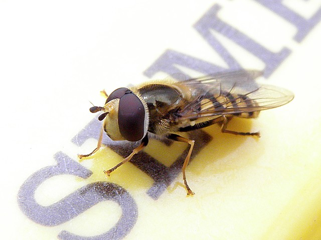 meliscaeva cinctella