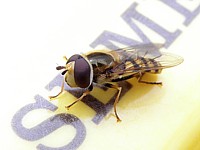 Meliscaeva cinctella