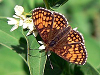 Mélitée de Nickerl, mellicta aurelia