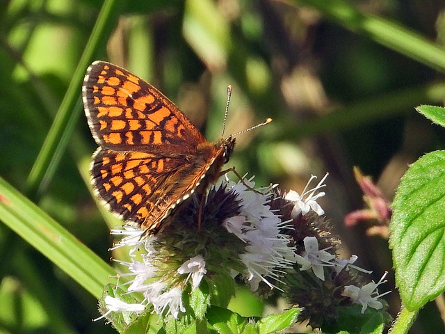 Mlite de Nickerl - mellicta aurelia