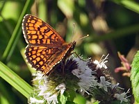 Mélitée de Nickerl