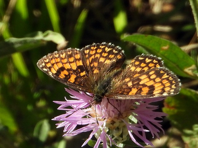 Mlite du mlampyre, melitaea athalia