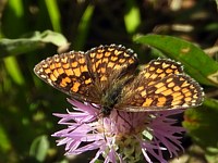 Mélitée du mélampyre, melitaea athalia