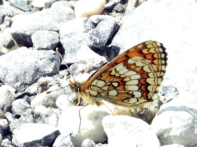 Mlites du mlampyre, melitaea athalia