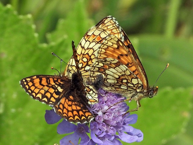 Mélitée du mélampyre, melitaea athalia