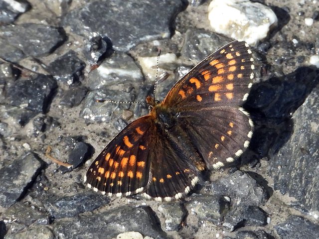 Mlite noirtre, melitaea diamina