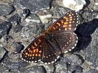 Mélitée noirâtre, melitaea diamina