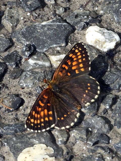 Mlite noirtre, melitaea diamina