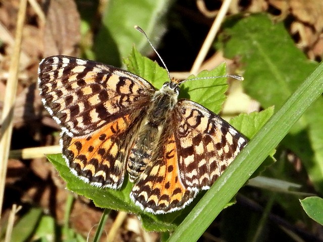 Mlite orange, didymaeformia didyma