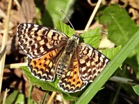 Mélitée orangée, didymaeformia didyma