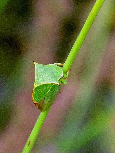 Membracide bison, stictocephala bisonia