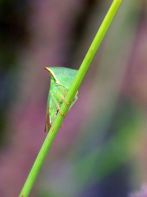 Membracide bison, stictocephala bisonia