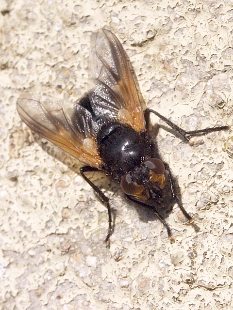 Mesembrine du midi, mesembrina meridiana